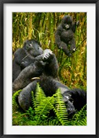 Framed Rwanda, Silverback, Mountain Gorillas