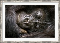 Framed Rwanda, Volcanoes NP, Mountain Gorilla Sleeping
