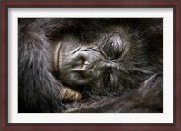 Framed Rwanda, Volcanoes NP, Mountain Gorilla Sleeping