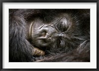 Framed Rwanda, Volcanoes NP, Mountain Gorilla Sleeping