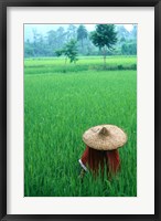 Framed Scenic of Rice Fields and Farmer on Yangtze River, China