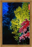 Framed Corals at Abu Basala, Red Sea, Egypt