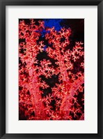 Framed Coral at Abu Soma Arbaa, Red Sea, Egypt