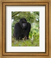 Framed Rwanda, Kigoma, Mountain Gorilla, No 3 Silverback