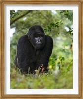 Framed Rwanda, Kigoma, Mountain Gorilla, No 3 Silverback