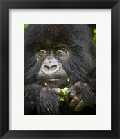 Framed Rwanda, Volcanoes NP, Close up of a Mountain Gorilla