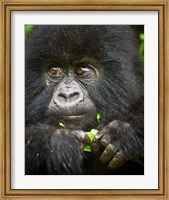 Framed Rwanda, Volcanoes NP, Close up of a Mountain Gorilla