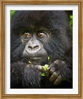 Framed Rwanda, Volcanoes NP, Close up of a Mountain Gorilla