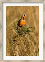 Framed Rosy-breasted Longclaw bird, Maasai Mara Kenya