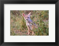 Framed Silver-backed Jackal wildlife, Maasai Mara, Kenya