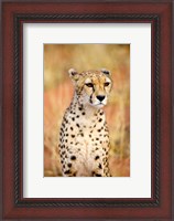 Framed Sitting Cheetah at Africa Project, Namibia
