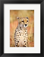 Framed Sitting Cheetah at Africa Project, Namibia