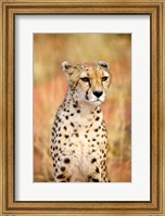 Framed Sitting Cheetah at Africa Project, Namibia