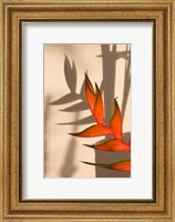 Framed Seychelles, Mahe, Anse Royale, Heliconia flowers