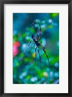 Framed Seychelles, Praslin, Vallee de Mai NP, Palm Spider