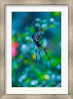 Framed Seychelles, Praslin, Vallee de Mai NP, Palm Spider