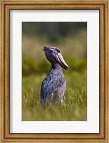Framed Shoebill bird hunting in wetlands, Uganda, East Africa