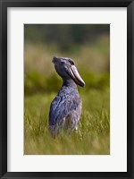 Framed Shoebill bird hunting in wetlands, Uganda, East Africa