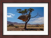 Framed Sociable weavers nest, Namib Desert, Southern Namibia