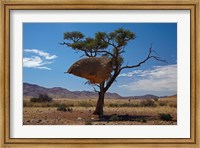 Framed Sociable weavers nest, Namib Desert, Southern Namibia