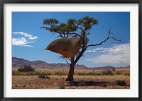 Framed Sociable weavers nest, Namib Desert, Southern Namibia