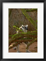 Framed Ring-tailed lemur wildlife, Berenty Reserve, MADAGASCAR