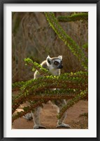 Framed Ring-tailed lemur wildlife, Berenty Reserve, MADAGASCAR
