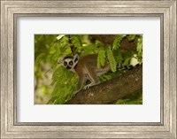 Framed Ring-tailed lemur, Beza mahafaly reserve, MADAGASCAR