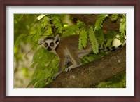 Framed Ring-tailed lemur, Beza mahafaly reserve, MADAGASCAR