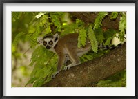 Framed Ring-tailed lemur, Beza mahafaly reserve, MADAGASCAR