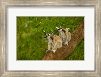 Framed Ring-tailed lemurs, primates, Berenty Reserve MADAGASCAR