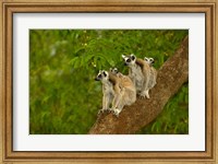 Framed Ring-tailed lemurs, primates, Berenty Reserve MADAGASCAR