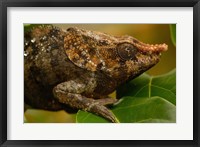 Framed Short-horned chameleon lizard, MADAGASCAR.