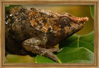 Framed Short-horned chameleon lizard, MADAGASCAR.
