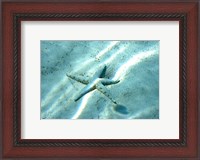 Framed Sea Star Abstract