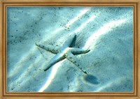 Framed Sea Star Abstract