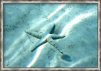 Framed Sea Star Abstract