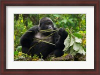 Framed Rwanda, Blackback Mountain Gorilla, Buffalo Wall