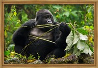 Framed Rwanda, Blackback Mountain Gorilla, Buffalo Wall