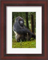 Framed Mountain Gorilla, Rwanda