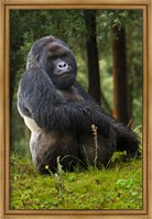 Framed Mountain Gorilla, Rwanda