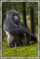Framed Mountain Gorilla, Rwanda