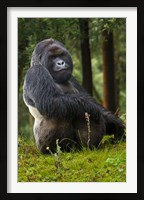 Framed Mountain Gorilla, Rwanda