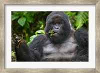 Framed Mountain Gorilla Chewing Leaves, Rwanda