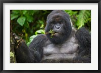Framed Mountain Gorilla Chewing Leaves, Rwanda