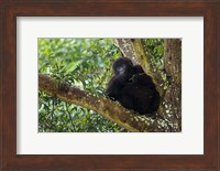 Framed Rwanda, Mountain Gorilla forages, Buffalo Wall