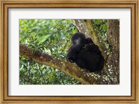 Framed Rwanda, Mountain Gorilla forages, Buffalo Wall
