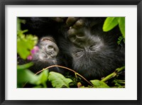 Framed Rwanda, Mountain Gorilla, Volcanoes NP