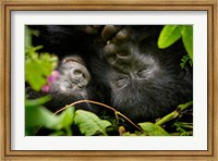Framed Rwanda, Mountain Gorilla, Volcanoes NP