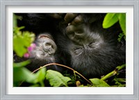 Framed Rwanda, Mountain Gorilla, Volcanoes NP